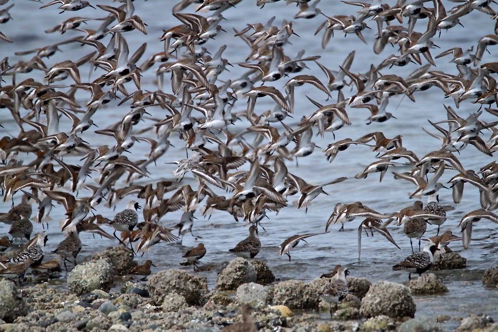 Dunlin/Black Bellied Plover by jerrygabby1 is licensed under CC BY-NC 2.0